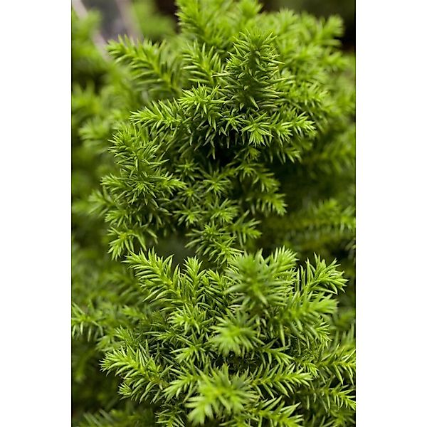 Cryptomeria Japonica Vilmoriniana Japanische Sicheltanne 20–25 cm günstig online kaufen