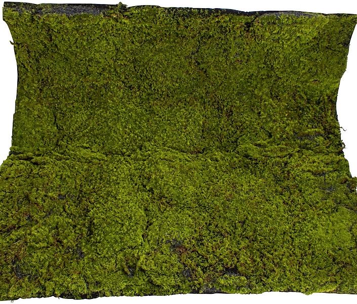 Botanic-Haus Künstliche Zimmerpflanze »Moosmatte« günstig online kaufen