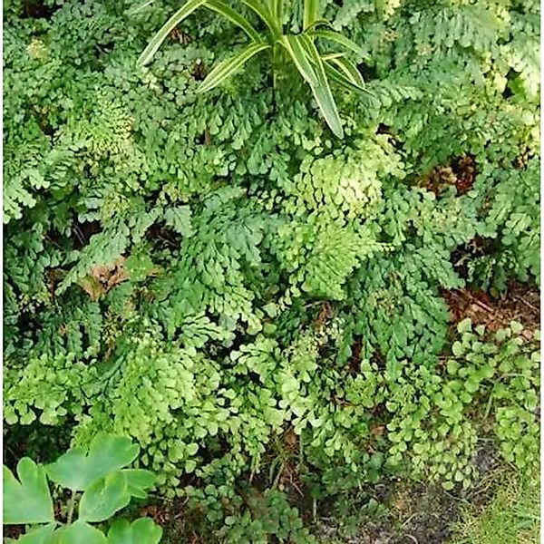 Venushaarfarn - Adiantum venustum günstig online kaufen