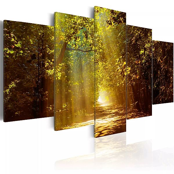 Wandbild - Forest in the Sunlight günstig online kaufen