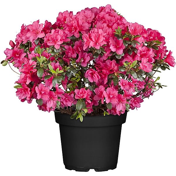 Azalee Majas Rubin Topf-Ø ca. 18 cm Rhododendron günstig online kaufen