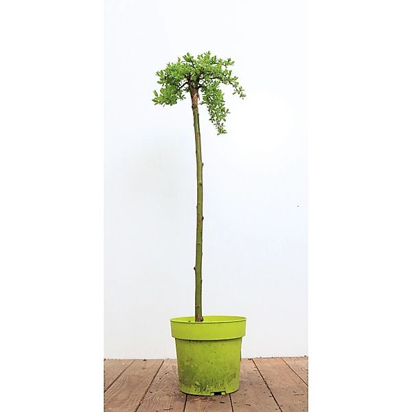 Salix Arbuscula Bergweide 30 cm Stammhöhe günstig online kaufen