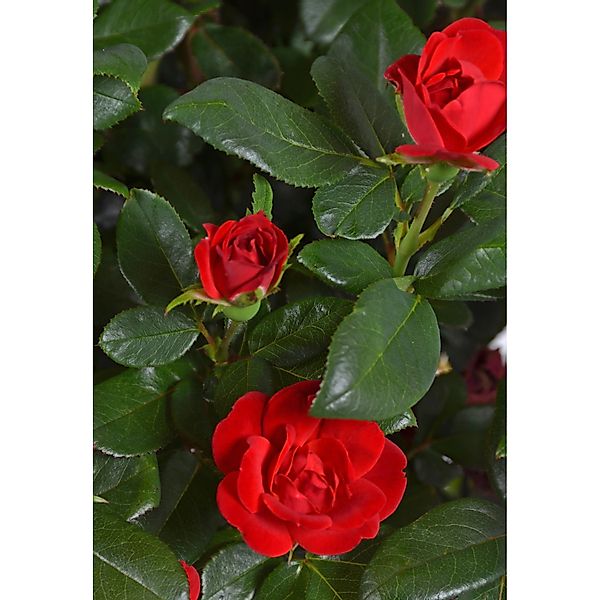 Rose Zepeti Rot Höhe ca. 20 - 25 cm Topf ca. 2 l günstig online kaufen