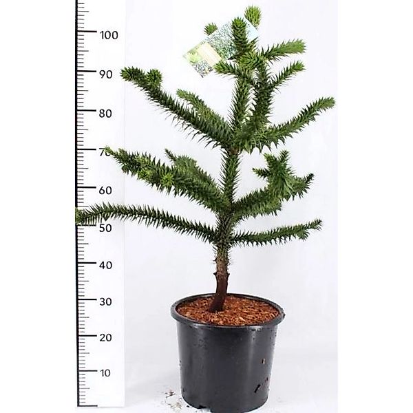 Pflanzen-Boering  Araucaria Araucana Affenbaum Andentanne Gesamthöhe 80-90 günstig online kaufen