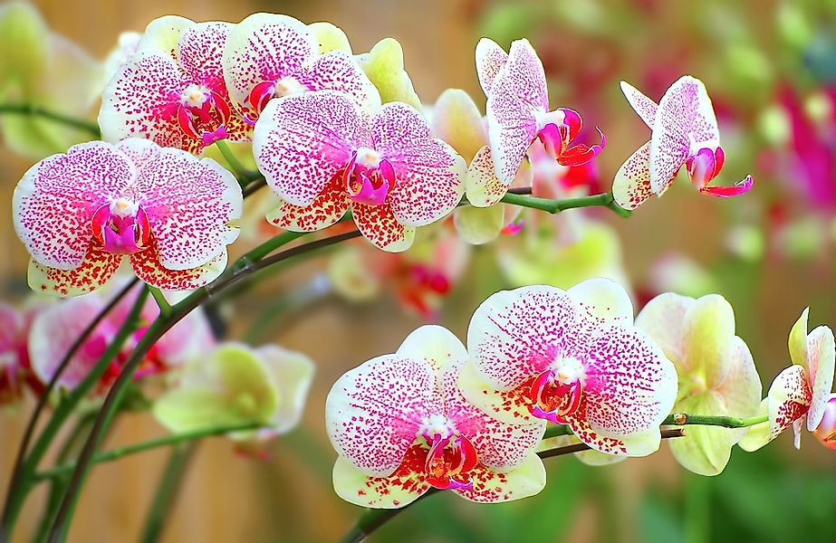 Papermoon Fototapete "ORCHIDEEN-BLUME PFLANZE BLÜTE MAKRO NATUR MUSTER DEKO günstig online kaufen