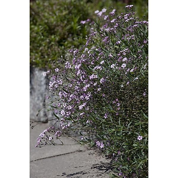 Gypsophila Repens Rosea Teppich Schleierkraut Ca. 9x9 cm Topf günstig online kaufen