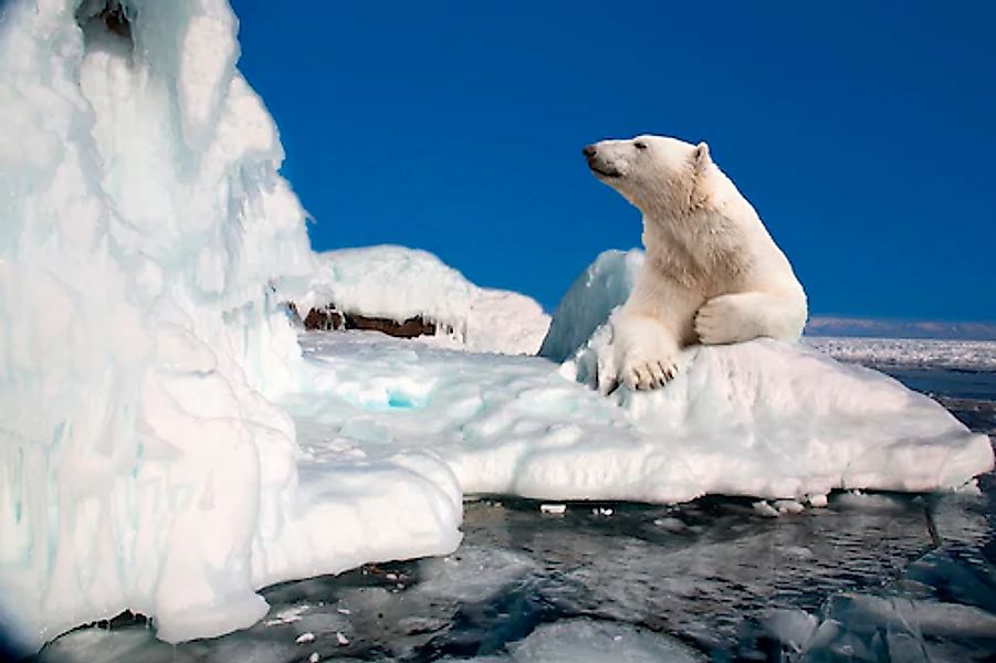 Papermoon Fototapete »Polar Bear« günstig online kaufen