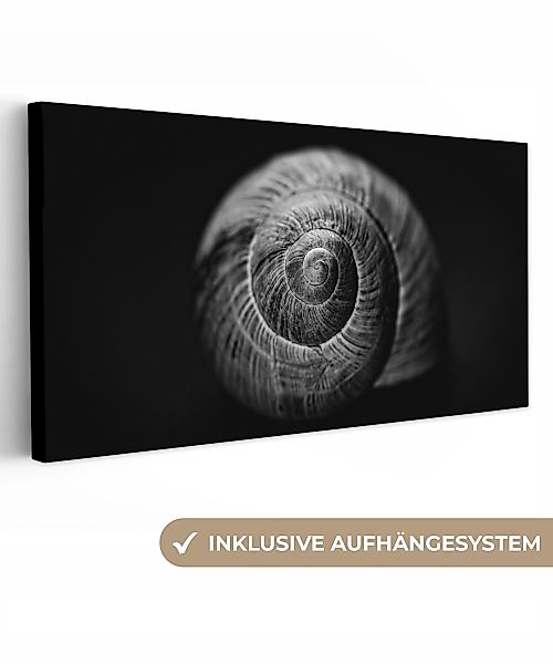 OneMillionCanvasses® Leinwandbild Panorama Schnecke - Tiere günstig online kaufen