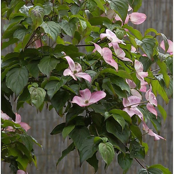 Japanischer Blumenhartriegel Satomi 60-80cm - Cornus kousa günstig online kaufen