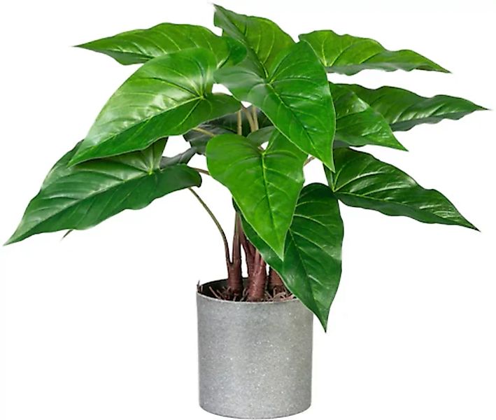 Creativ green Künstliche Zimmerpflanze »Anthurium« günstig online kaufen