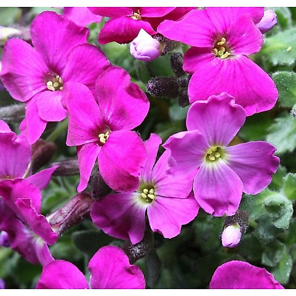 Blaukissen Red Carpet - Aubrieta cultorum günstig online kaufen