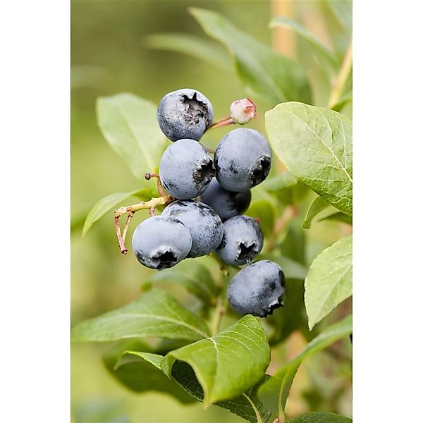 Vaccinium Corymbosum Northland Heidelbeere 40–60 Cm Ertragreich günstig online kaufen