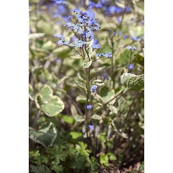 Brunnera Macrophylla Hadspen Cream Kaukasusvergissmeinnicht Ca. 11x11 cm To günstig online kaufen