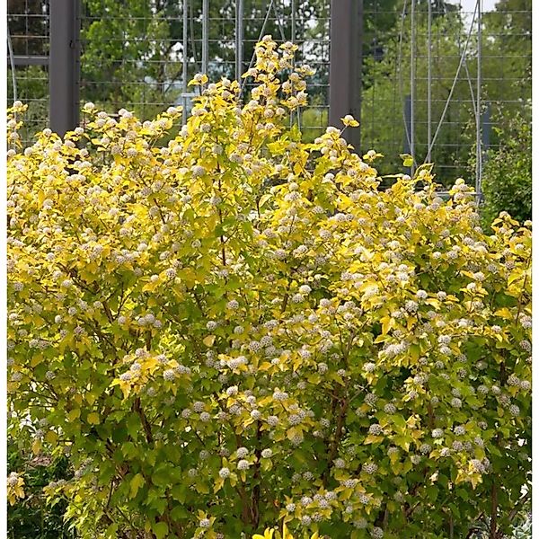 Blasenspiere Rasberry Lemonade 80-100cm - Physocarpus opulifolius günstig online kaufen