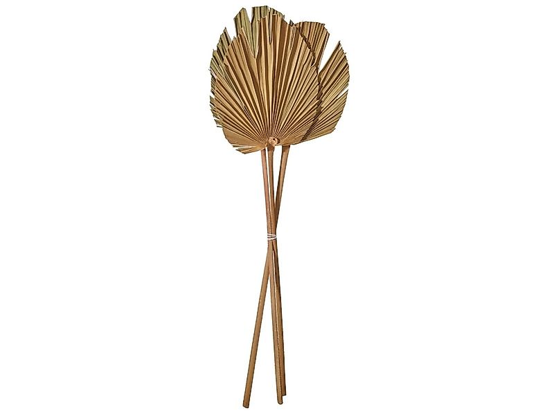 Kunstpflanze Palmspeer natur 60-70 cm, ASA SELECTION, Höhe 20 cm, Wohnacces günstig online kaufen