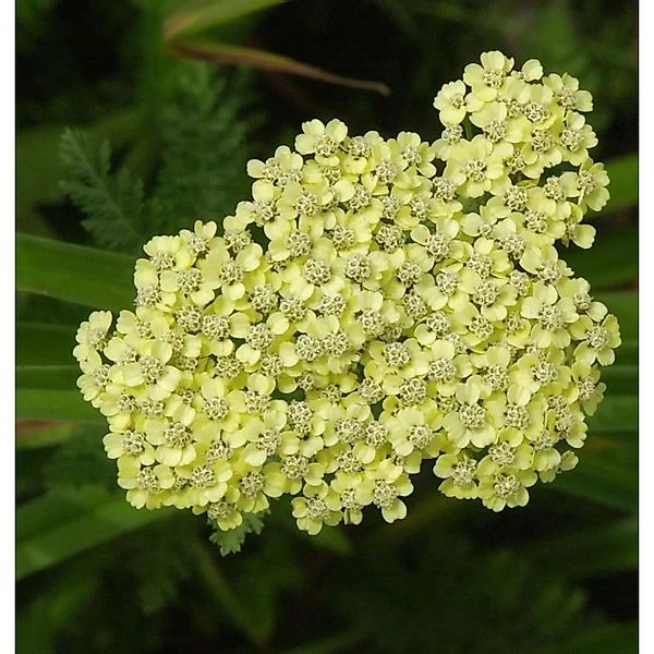Schafgarbe Anthea - Achillea millefolium günstig online kaufen
