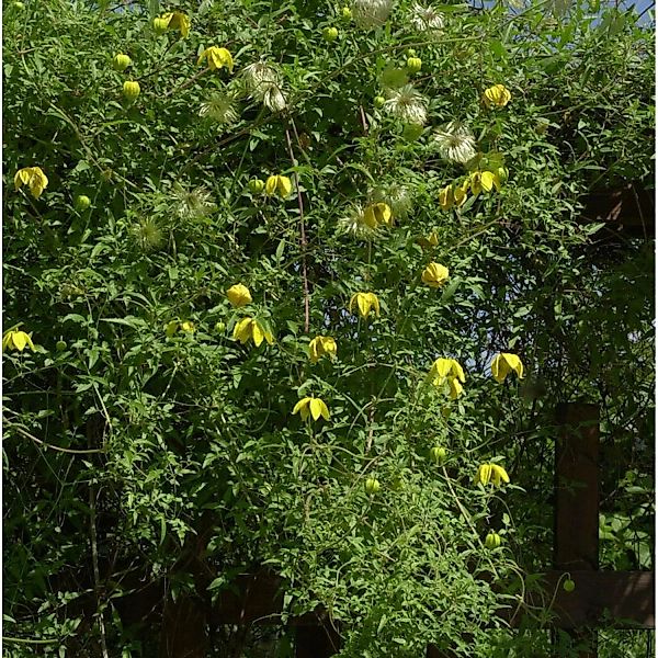Englische Waldrebe Orange Peel 60-80cm - Clematis texensis günstig online kaufen