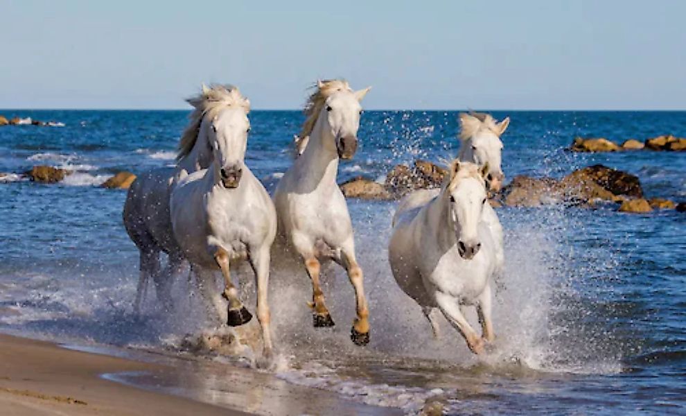 Papermoon Fototapete »Camargue-Pferde« günstig online kaufen