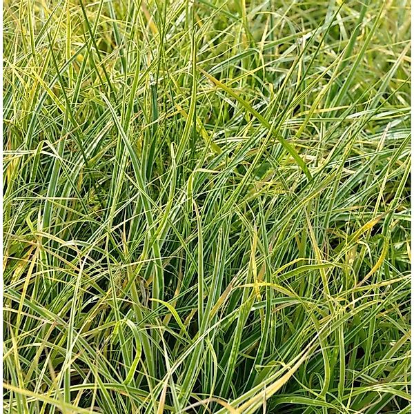 Oshima Segge Everest fiwhite - Carex oshimensis günstig online kaufen