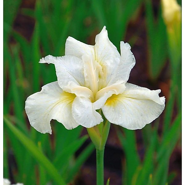 Sibirische Wieseniris White Horse - Iris sibirica günstig online kaufen