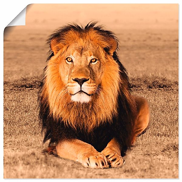 Artland Wandbild "Löwe" Wildtiere 1 Stk. tlg. als Alubild, Leinwandbild, Po günstig online kaufen