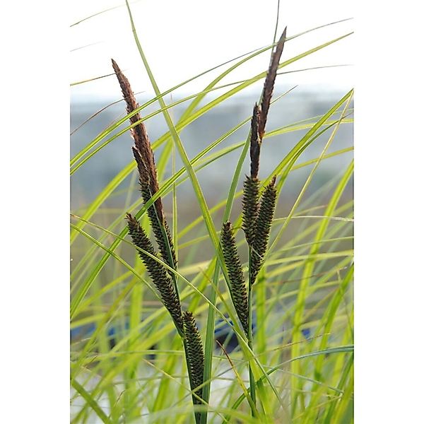 Carex Acuta Sumpf-Segge Ca. 9x9 cm Topf günstig online kaufen