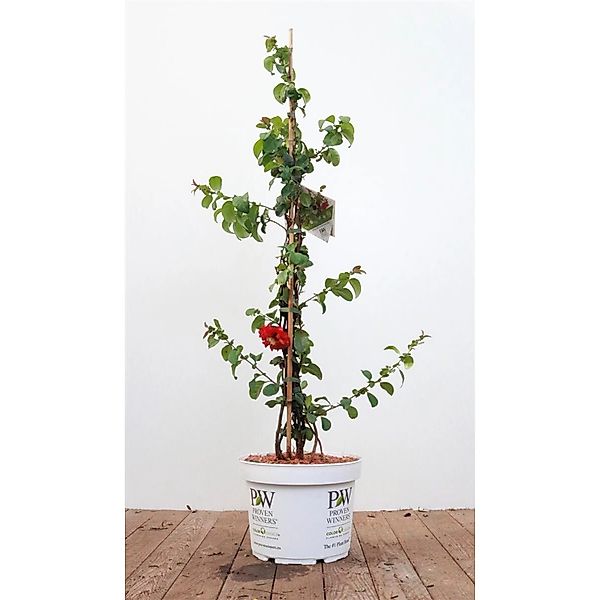 Chaenomeles Pink Storm ® Zierquitte Rosa Blüten 80–100 cm günstig online kaufen