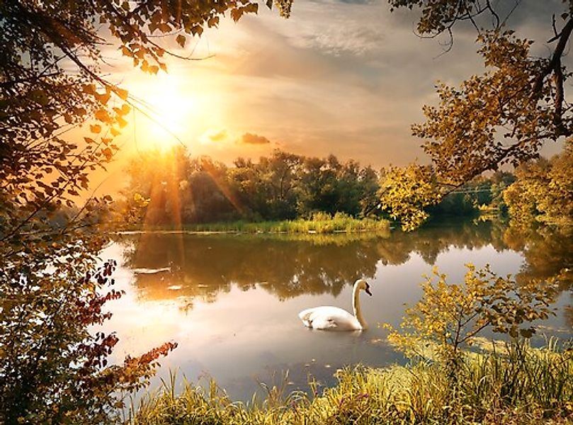 Papermoon Fototapete »Schwan am Teich« günstig online kaufen