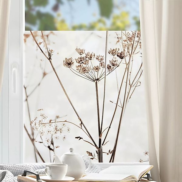 Fensterfolie Trockenblume im Lichtspiel günstig online kaufen