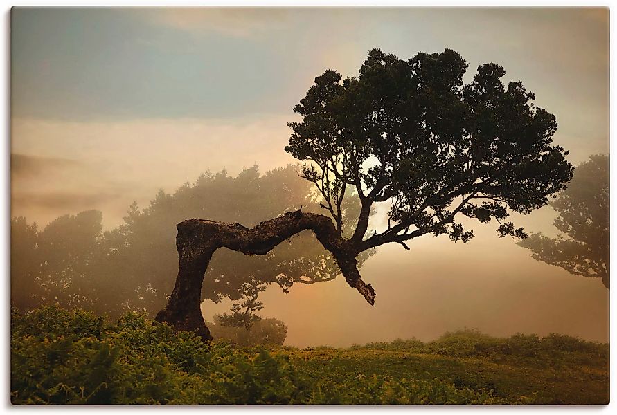 Artland Wandbild "Lorbeerbaum", Bäume, (1 St.), als Alubild, Outdoorbild, L günstig online kaufen