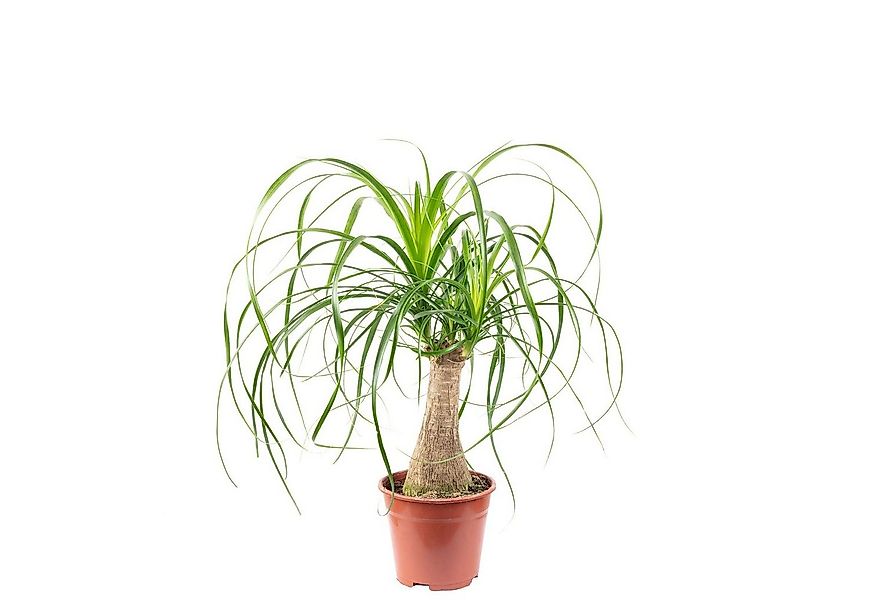 Flowerbox Zimmerpflanze Elefantenfuß 1-Stamm – Beaucarnea, pflegeleicht - H günstig online kaufen