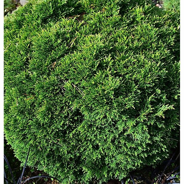 Scheinzypresse Green Globe 15-20cm - Chamaecyparis lawsoniana günstig online kaufen