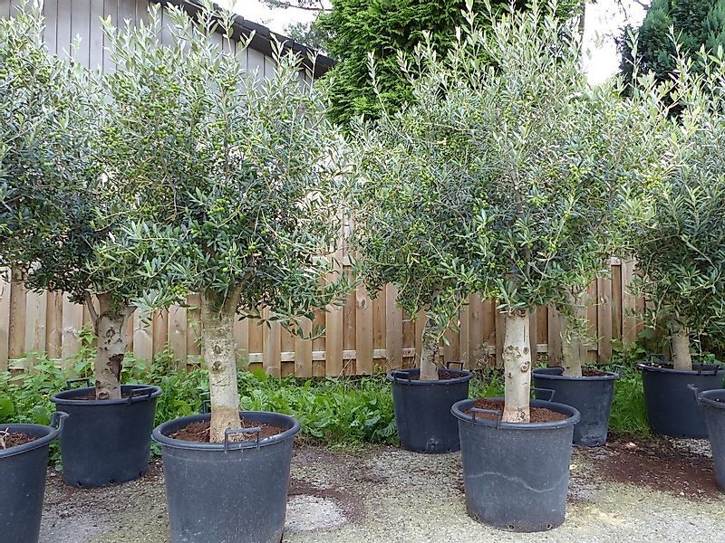 gruenwaren jakubik Olivenbaum winterharter XL Olivenbaum Premium 45 Jahre, günstig online kaufen