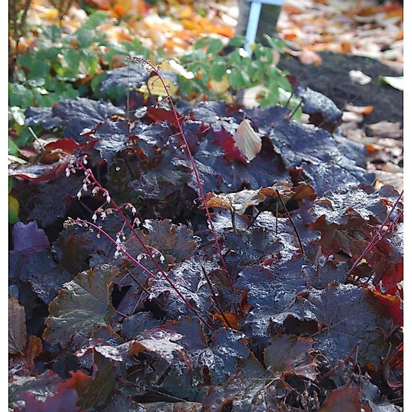 Purpurglöckchen Ruby Veil - Heuchera micrantha günstig online kaufen