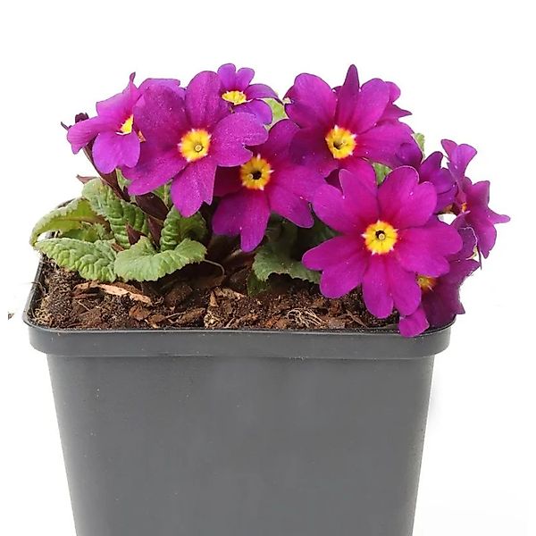Teppich Primel Perle von Bottrop - Primula pruhoniciana günstig online kaufen