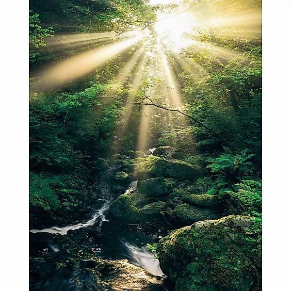 Komar Fototapete Vlies Divine  200 x 250 cm günstig online kaufen