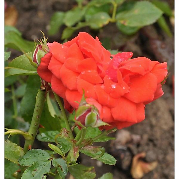 Floribundarose Meteor 30-60cm günstig online kaufen