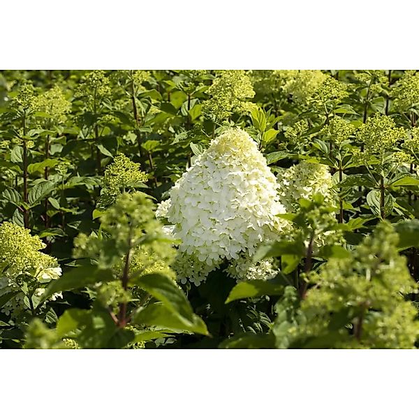 Hydrangea Paniculata Rispenhortensie Grandiflora 100-125 cm günstig online kaufen