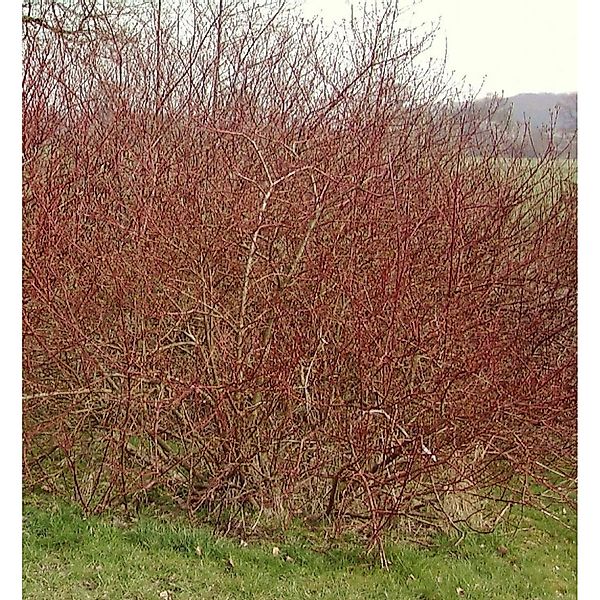 Weißbunter Sibirischer Hartriegel 100-125cm - Cornus alba günstig online kaufen