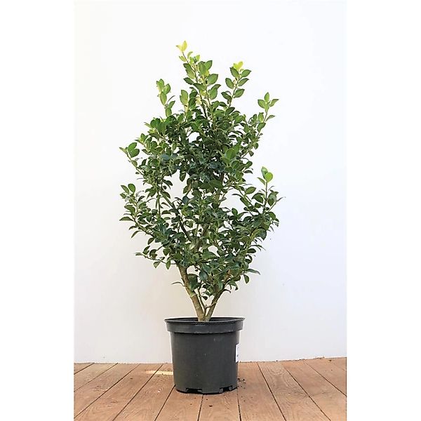 Ilex meserveae 'Heckenfee' -R- 40-50 cm günstig online kaufen