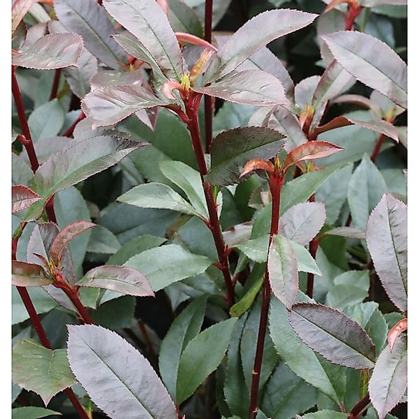 Kompakte Glanzmispel 60-80cm - Photinia fraseri günstig online kaufen