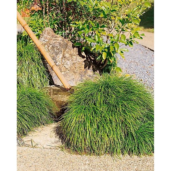 Ophiopogon Japonicus Schlangenbart Immergrün Ca. 9x9 cm Topf günstig online kaufen