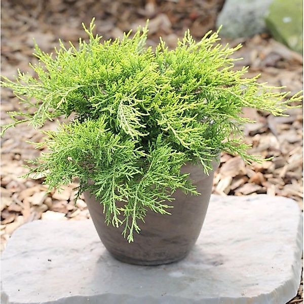 Goldgelber Wacholder Old Gold 20-25cm - Juniperus media günstig online kaufen