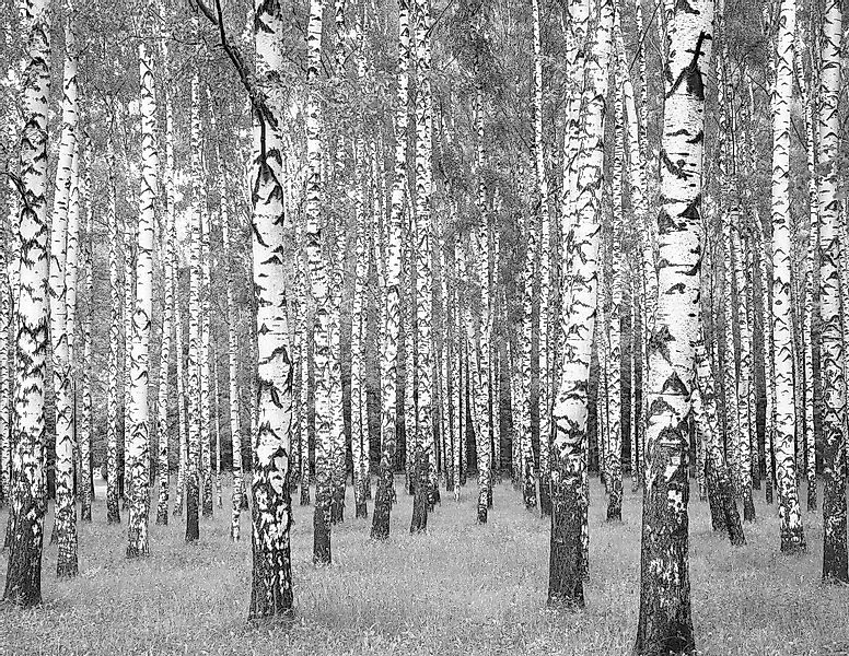 living walls Fototapete »Birkenwald«, Wald-natürlich-floral, Wald Tapete Bi günstig online kaufen