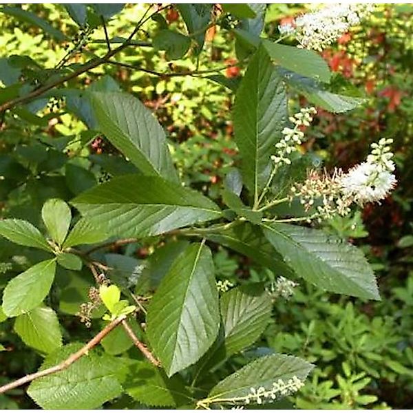 Erlen Zimterle 60-80cm - Clethra fargesii günstig online kaufen