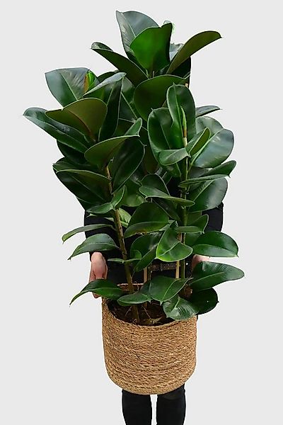 Green Me Up Zimmerpflanze Großer Gummibaum, Kompakter Wuchs, Buntlaubig günstig online kaufen