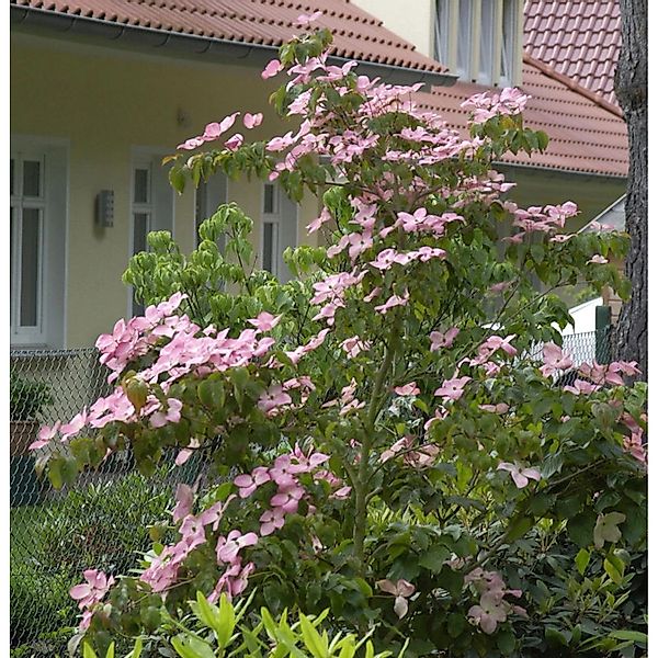 Japanischer Blumen Satomi Compacta 60-80cm - Cornus kousa günstig online kaufen