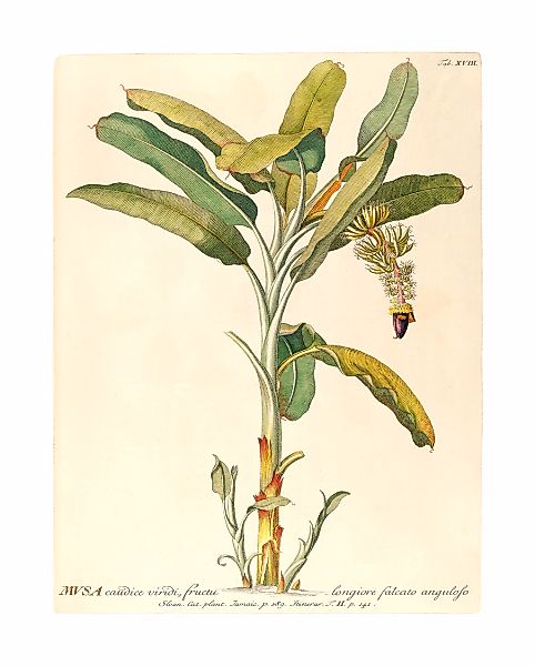 Komar Bild "Rainforest Sapling" Natur 1 Stk. tlg. Wandbild zur Dekoration - günstig online kaufen