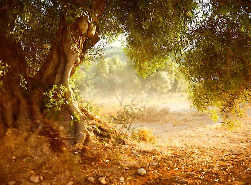 Papermoon Fototapete »Old Olive Tree« günstig online kaufen
