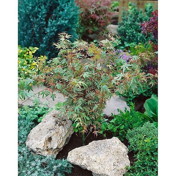 Acer Palmatum Benihichi-Henge Japanischer Ahorn Bunt 175–200 cm günstig online kaufen